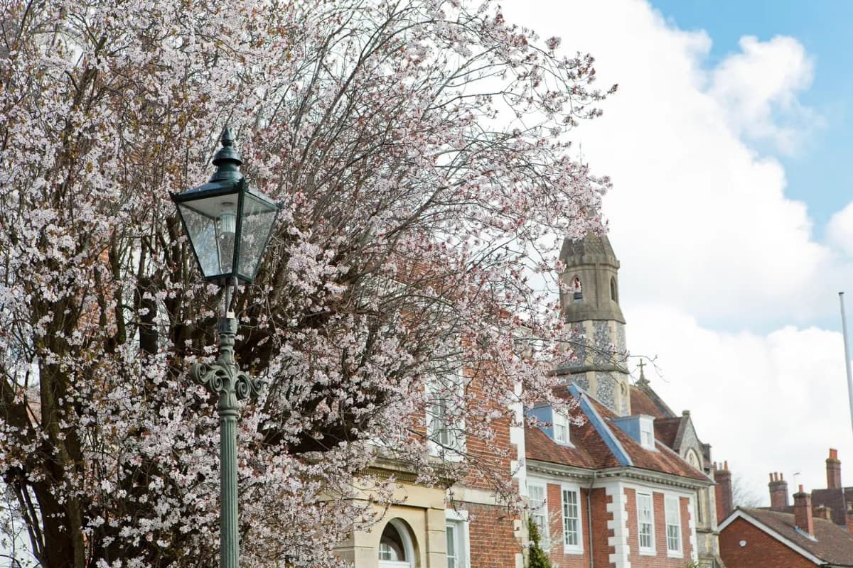 THE Dentist Salisbury — photo from their Google listing